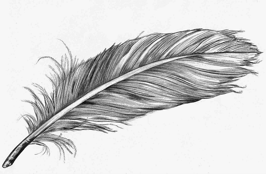 Feathers